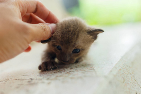 新生黑猫在户外第一次