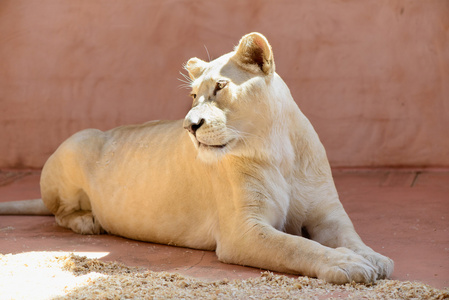 白狮子动物