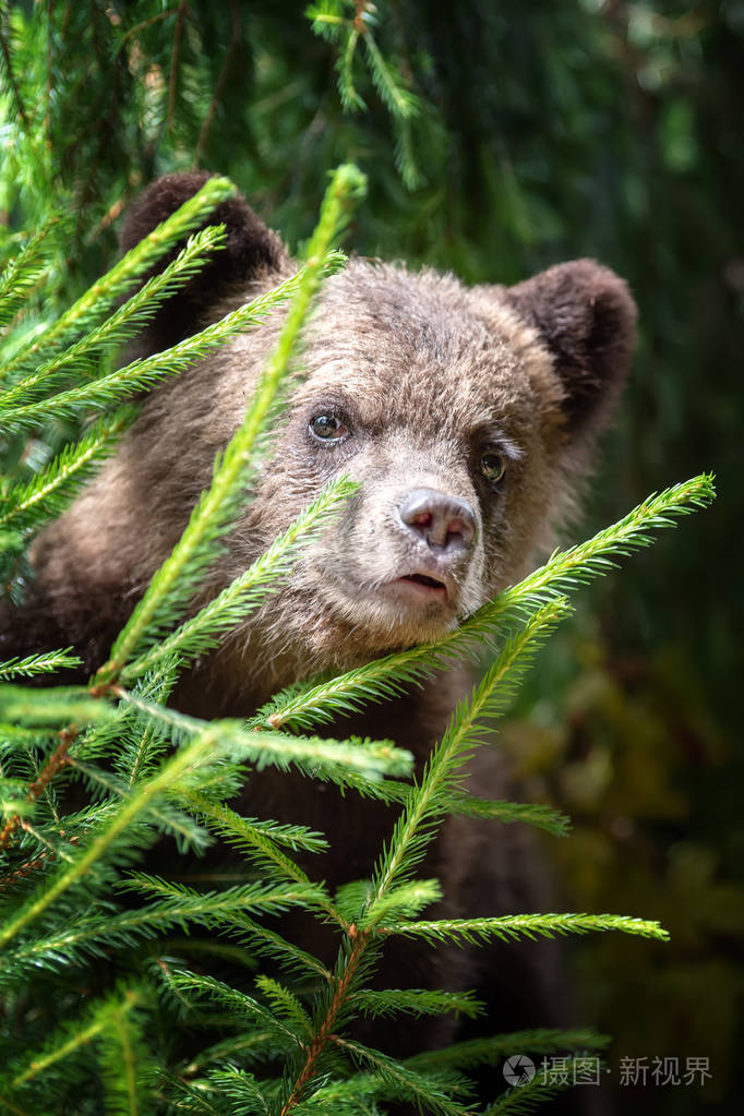 年轻的棕色熊幼崽在森林里.动物在自然栖所
