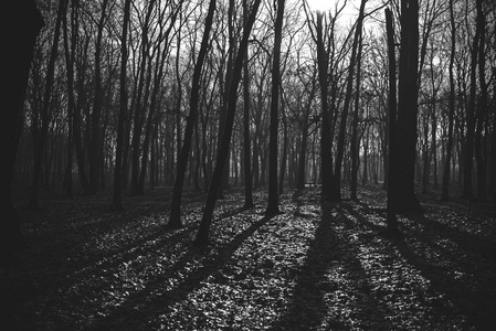 神秘的黑暗旧森林在雾，黑色和白色