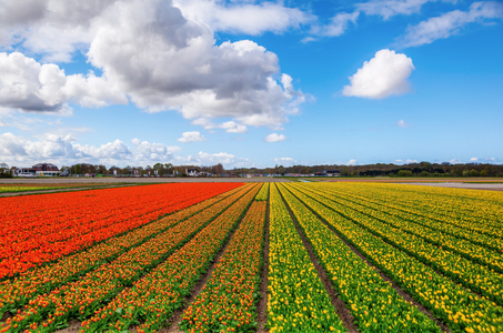 Tulip omrde nra lisse, Nederlnderna