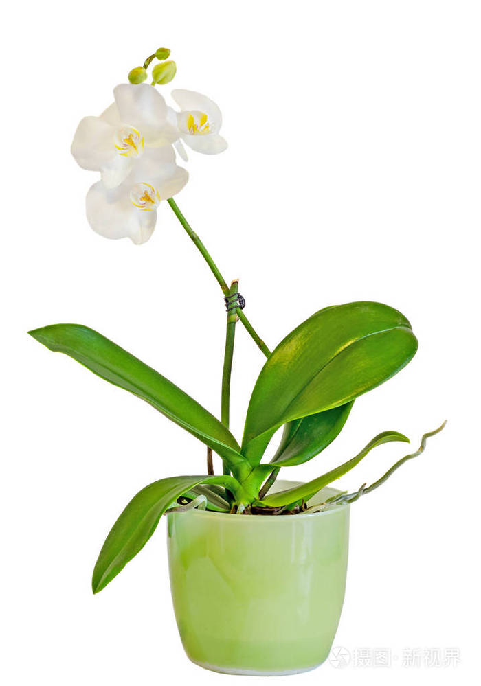 白枝兰花花带芽 兰科植物 蝴蝶兰照片 正版商用图片0qrlo6 摄图新视界
