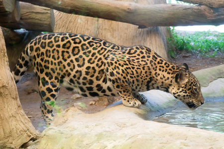 泰国动物园里的捷豹饮水野生动物
