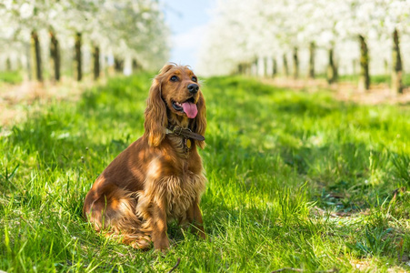 英国可卡犬在果树园里