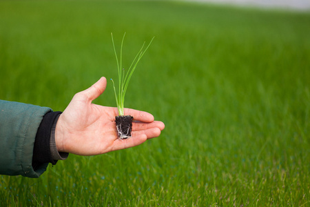 人类的手缓缴年轻植物与土壤模糊自然背景。生态世界环境日 Csr 苗走绿色环保