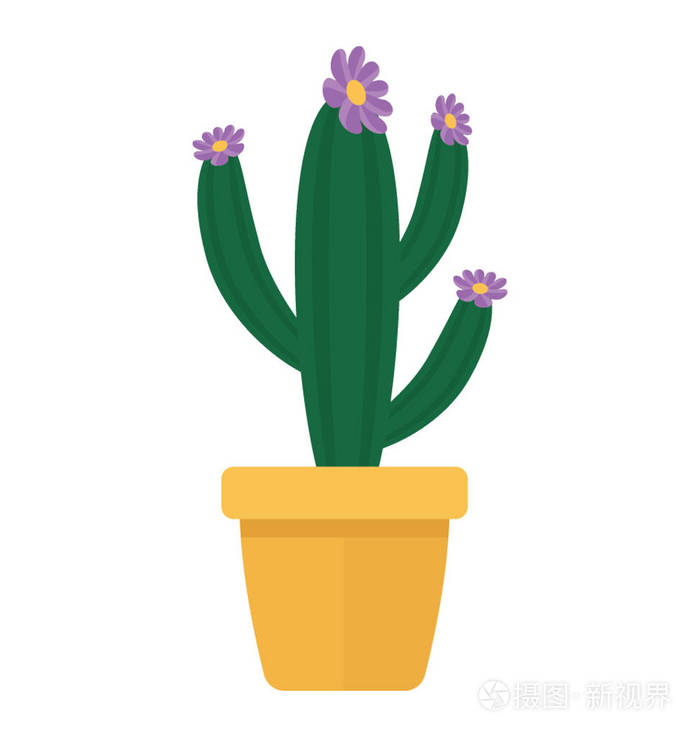 长而高的叶状茎, 像植物描绘蜡样 repandus