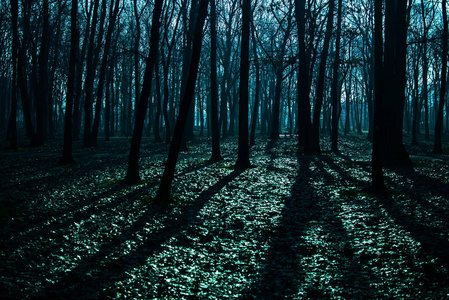 神秘的黑暗旧森林在雾,蓝色的夜晚照片