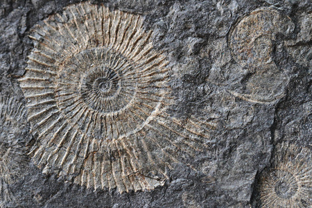 亚扪人化石纹理图片
