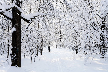 莫斯科 Timiryazevskiy 森林公园冰雪覆盖的滑雪跑道在阳光明媚的冬日清晨