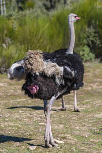 鸵鸟长脖子和巨大的腿在一只驼鸟养殖场照片