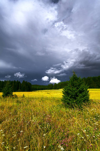 夏天的风景与雨云。种植的黄色字段。绿色 c