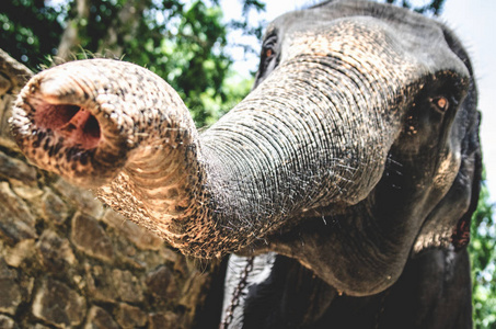 Pinnawala 大象孤儿院的一只大象在照相机上画了一个树干