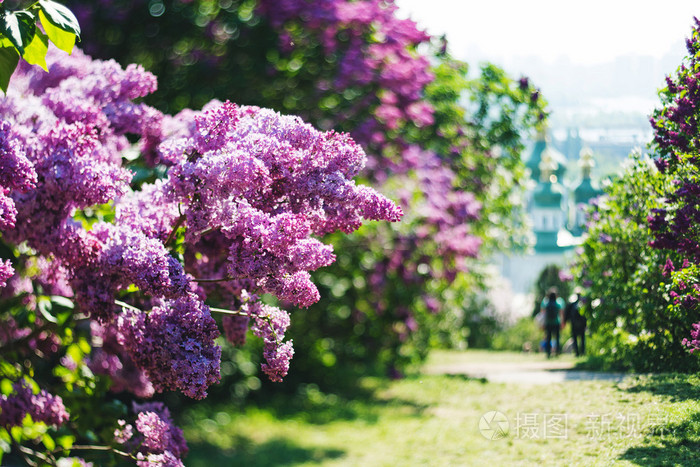 丁香花的香气在公园在春天