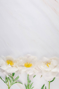 美丽盛开的白色牡丹花在大理石背景与复制空间在极小的样式, 模板为明信片, 刻字, 文本或您的设计。婚礼请柬和庆典问候概念