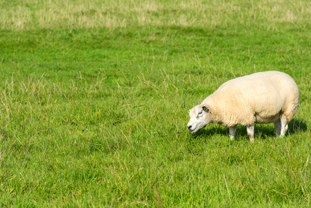 羊吃青草在农场