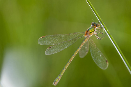 关闭一只蜻蜓的镜头, 在草地上休息