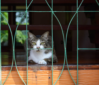 孤独的猫在笼子里