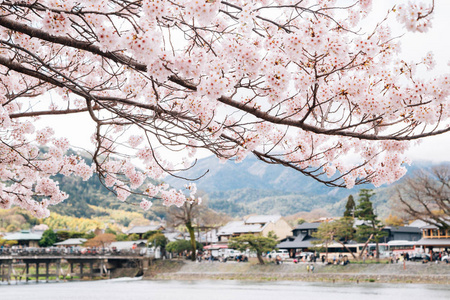 日本京都春季岚山河与樱花村