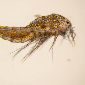 淡水池塘水浮游生物和藻类在显微镜下.桡足类照片