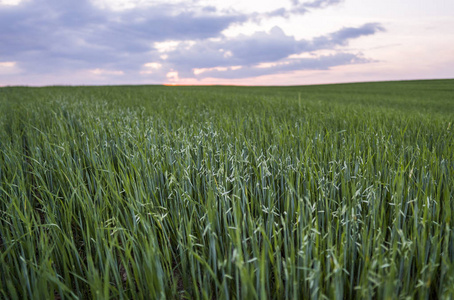 农业.自然产品照片