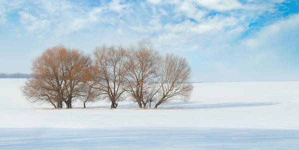 雪覆盖的田间和树木在蓝色背景上的雪