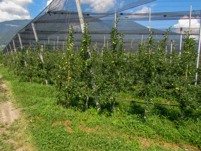 苹果种植园在拉娜在南蒂罗尔在意大利照片
