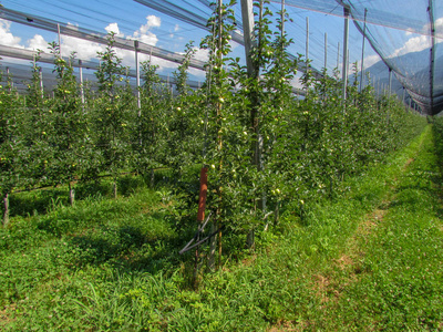 仁果类水果苹果种植园在拉娜在南蒂罗尔在意大利照片