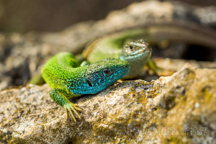 在一块岩石上的两个绿色翡翠光泽壁虎蜥蜴.