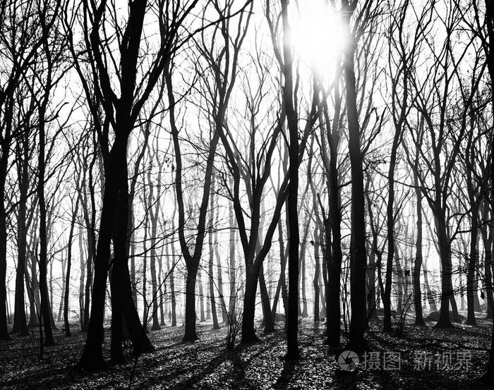 神秘的黑暗旧森林在雾，黑色和白色