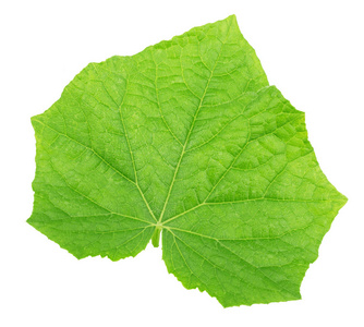 黄瓜的树枝上图片