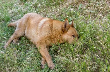 可爱的混合犬在夏天的草地上休息