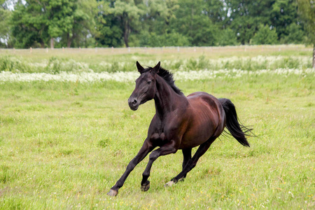 美丽的黑马,在牧场上自由奔跑照片