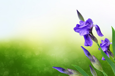 春天的风景。蓝色的美丽花园的花儿鸢尾花