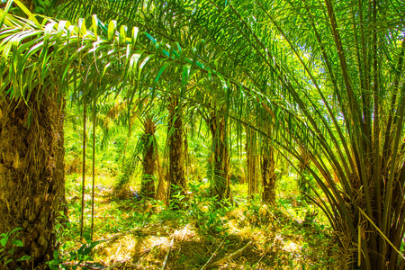 南亚油棕种植园林, 泰国兰达岛照片