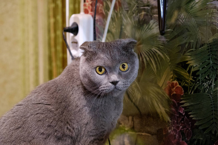 苏格兰折耳猫猫的肖像图片