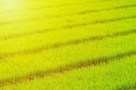 水稻田水稻幼苗生长发育。稻田树苗