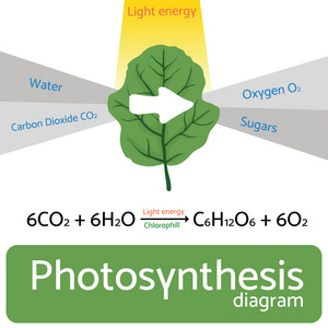 光合作用的关系图。光合过程的示意图矢量图