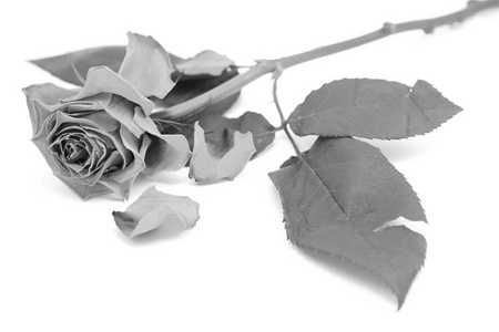 死掉的花瓣的玫瑰绽放