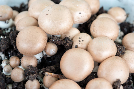 板栗蘑菇的污垢图片