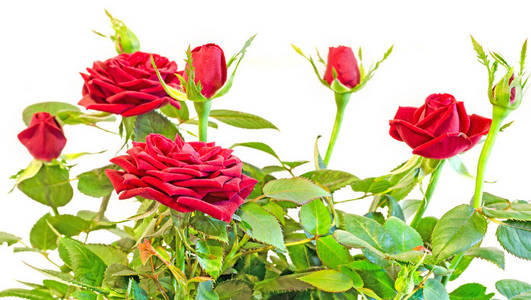 深红色玫瑰花朵带芽在棕色的花瓶里，布什花盆