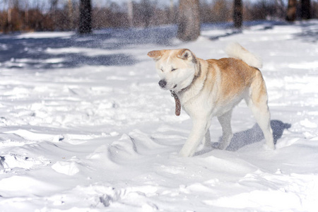 在她的脸飞甜日本秋田犬狗在雪地中一场暴风雪和雪花期间森林