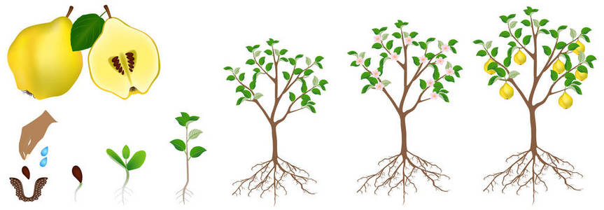 一株植物一株木瓜植物的生长周期在白色背景下被隔离照片