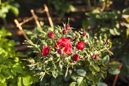 园丁家花园里的玫瑰园图片