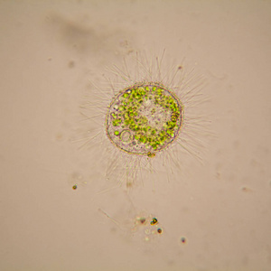 淡水池塘水浮游生物和藻类在显微镜下.团藻金黄色葡萄球菌照片