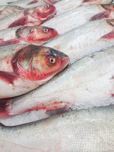 冰上新鲜活鱼开放市场特写