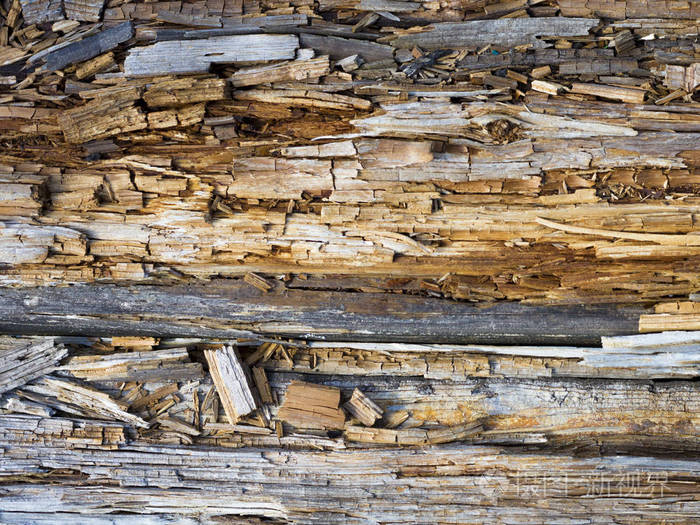 腐烂的木材关闭和它腐烂的碎片