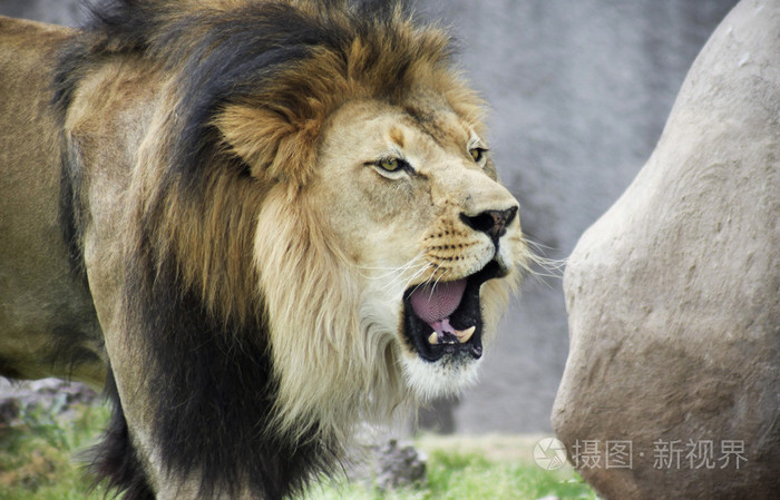 一只公狮子,狮,大声咆哮