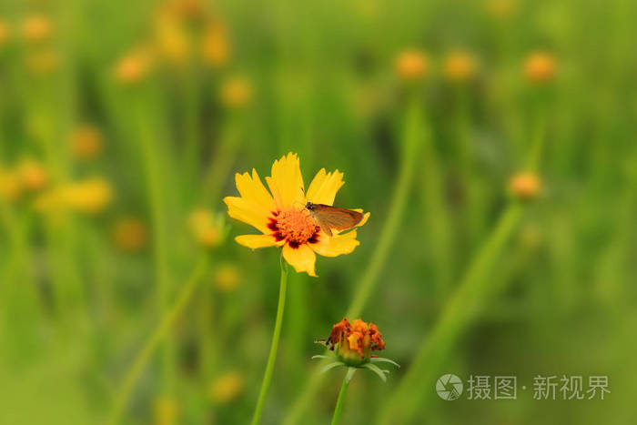 密歇根州野生花卉在草丛中