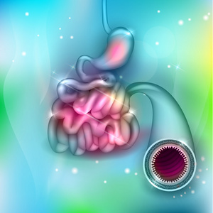 肠道组织结构胃肠道抽象设计照片