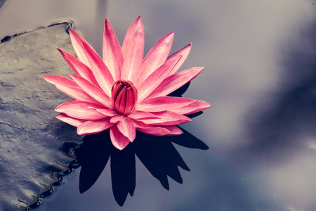 在池塘里，复古风格的粉红色莲花